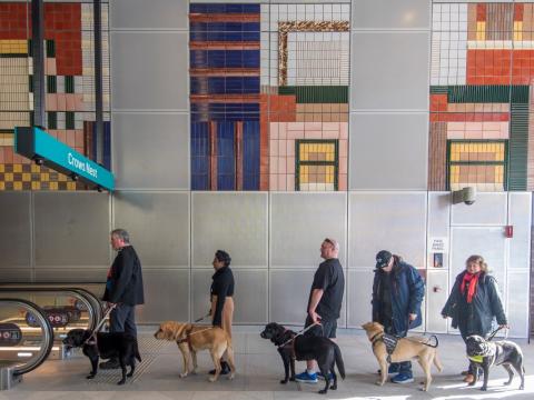 Guide Dogs at Crows Nest Station