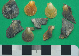 Nine ancient shells from under Sydney Harbour on a green background with a ruler underneath to show size of shells.