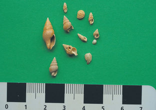 Ten ancient shells from under Sydney Harbour with a ruler underneath to show size of shells.