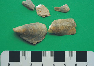 Five ancient shells from under Sydney Harbour with a ruler underneath to show size of shells. Average shell is 2cm in length.