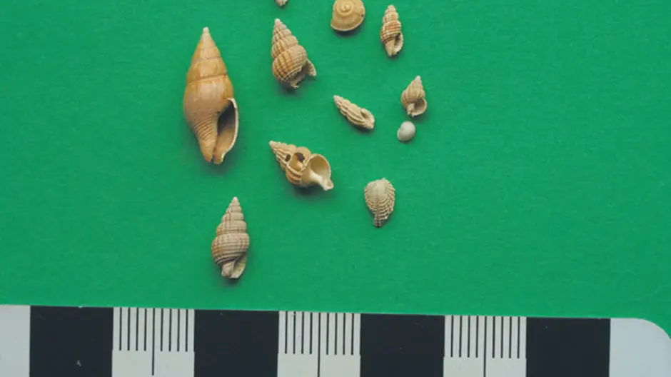 Ten ancient shells from under Sydney Harbour with a ruler underneath to show size of shells.