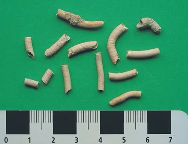 Thirteen ancient wormhole secretions in various sizes on a green background with a ruler underneath to show size of shells.