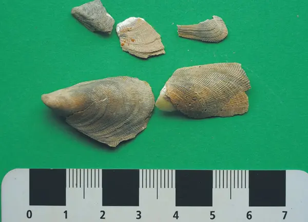 Five ancient shells from under Sydney Harbour with a ruler underneath to show size of shells. Average shell is 2cm in length.