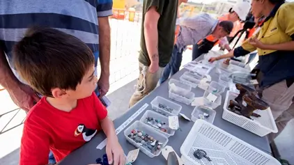 Sydney Metro employees showing community members the archaeological artefacts found at Waterloo Station, the artefacts are lined up in plastic tubs along a table with community members inspecting them.