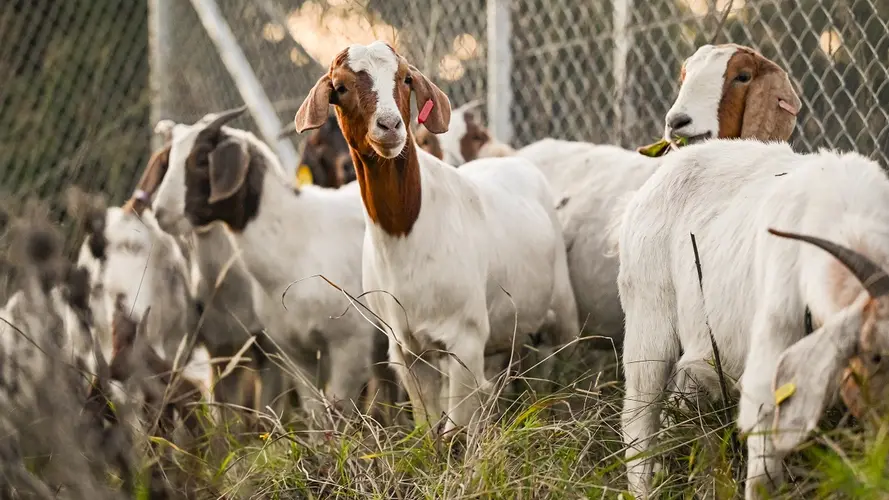 A herd of goats 