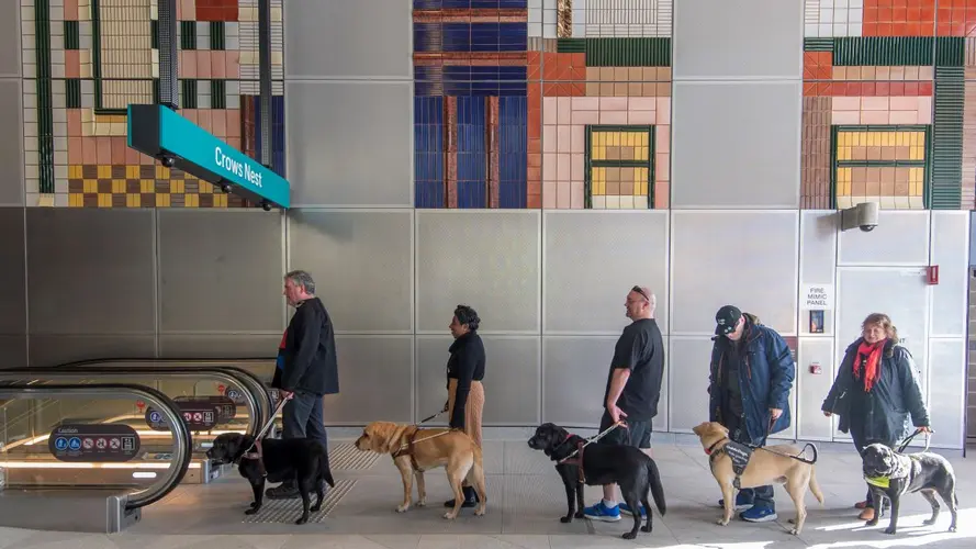 Guide Dogs at Crows Nest Station